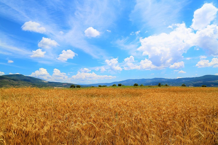 Pšenica a jej nutričné hodnoty