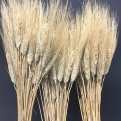 Pšenica a jej skladovanie